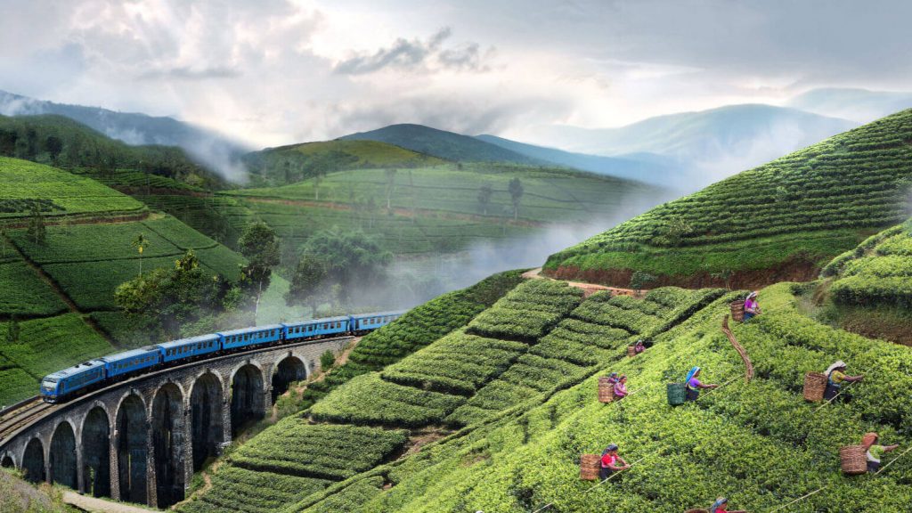 Tè dello Sri Lanka: uno dei migliori tè del mondo 2023